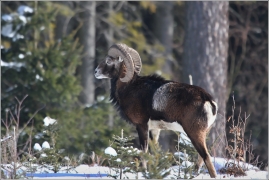 <p>MUFLON (Ovis musimon) Šluknovsko - Harta /Mouflon - Mufflon/</p>